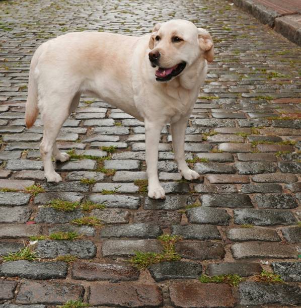 istock Labrador Retriever in Buenos Aires 1127375427