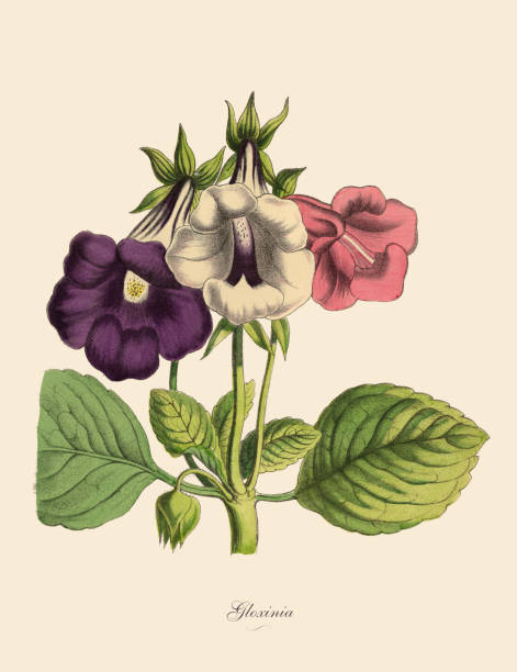 gloxinia pflanze, viktorianischen botanische illustration - gloxinia stock-grafiken, -clipart, -cartoons und -symbole