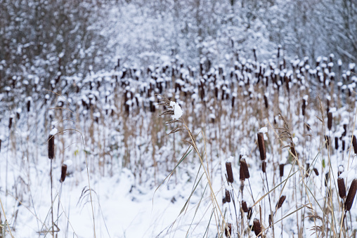Typha. Dried cattails in natural environment. Reeds and frozen lake background.