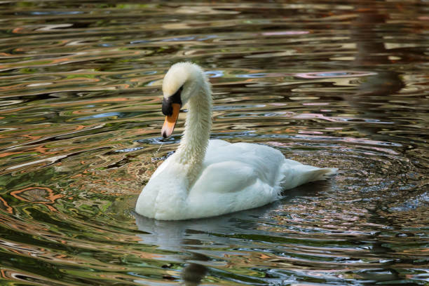 istock Beautiful Mute Swan Swimming in Pond 1127377609