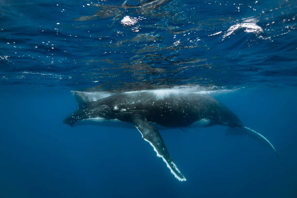 istock A humpback whale mum and calf 1127379011