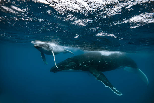 istock A humpback whale mum and calf 1127379038