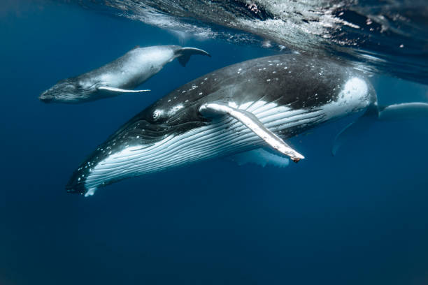 istock A humpback whale mum and calf 1127379093