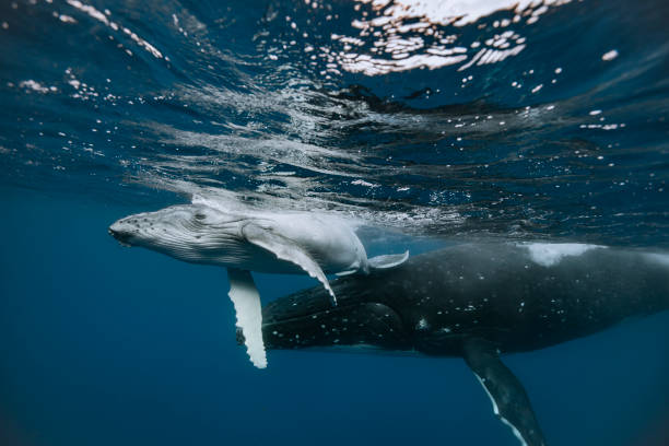 istock A humpback whale mum and calf 1127379137