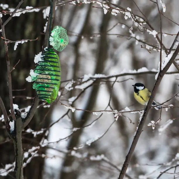 Great Tit, Parus Major, sitting in a tree by a bird feeder in winter season