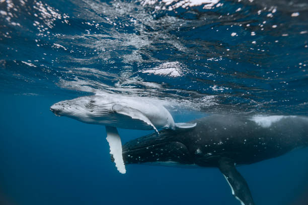 istock A humpback whale mum and calf 1127379159