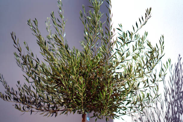 istock Small olive tree on the streets of Imerovigli, Santorini 1127379189