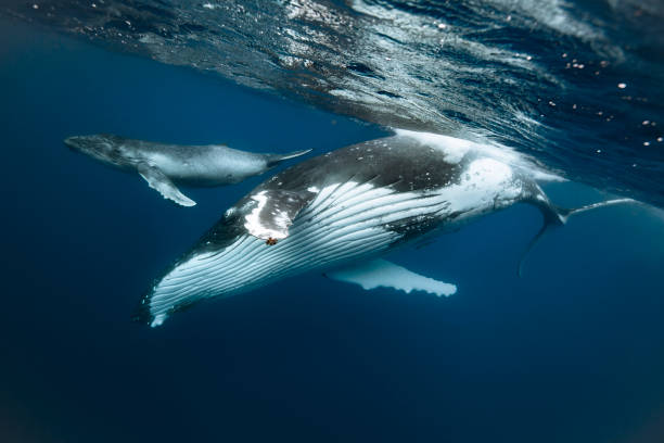 istock A humpback whale mum and calf 1127379270