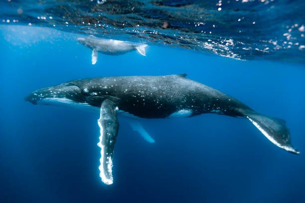 une maman baleine à bosse et le veau - tongariro crossing photos et images de collection