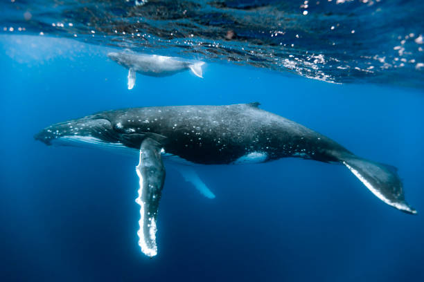 istock A humpback whale mum and calf 1127379321