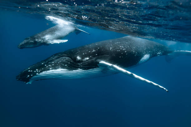 istock A humpback whale mum and calf 1127379455
