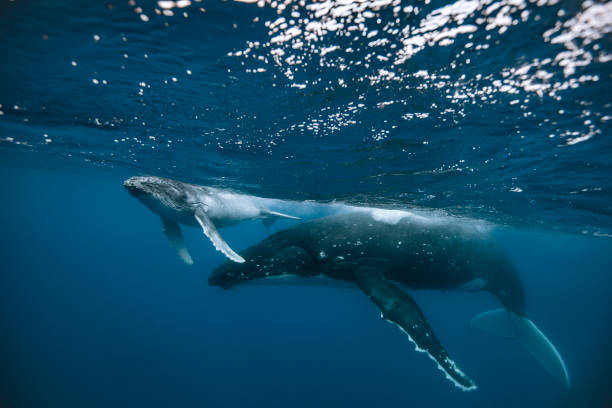 istock A humpback whale mum and calf 1127379524