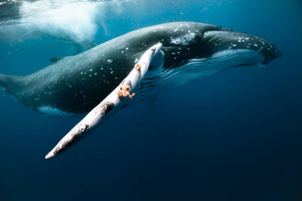 istock A humpback whale mum and calf 1127379552
