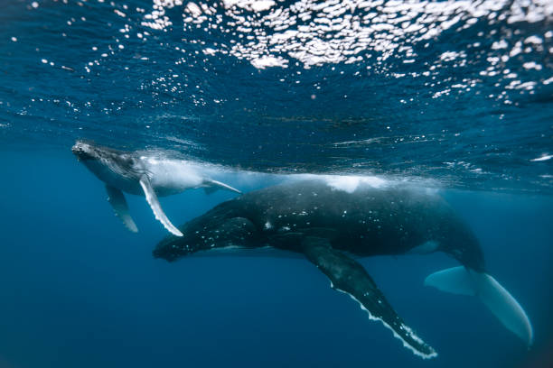 istock A humpback whale mum and calf 1127380136