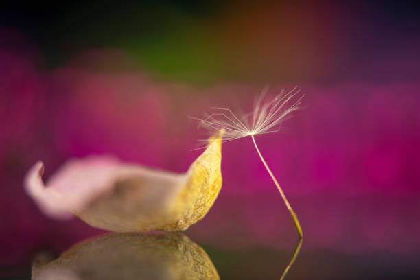 A macro close up of a dandelion seed sitting in a rose petal with selective focus on the seed and a vibrant cheerful background.