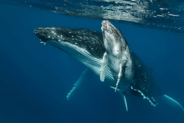 istock A humpback whale mum and calf 1127380822