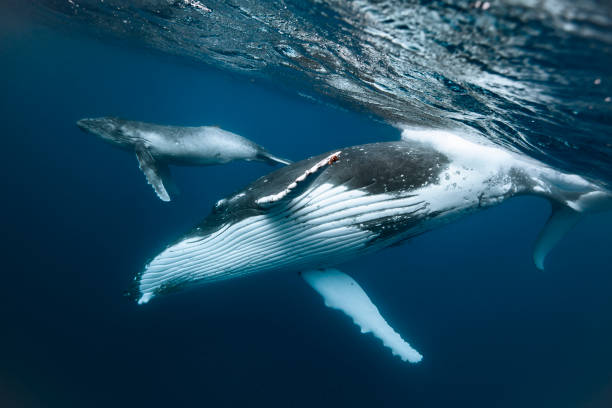istock A humpback whale mum and calf 1127380837
