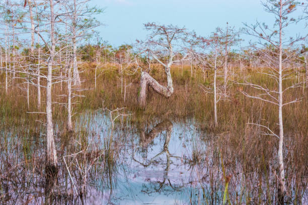 istock Everglades National Park Dwarf Cypress Trees in Florida USA 1127382021