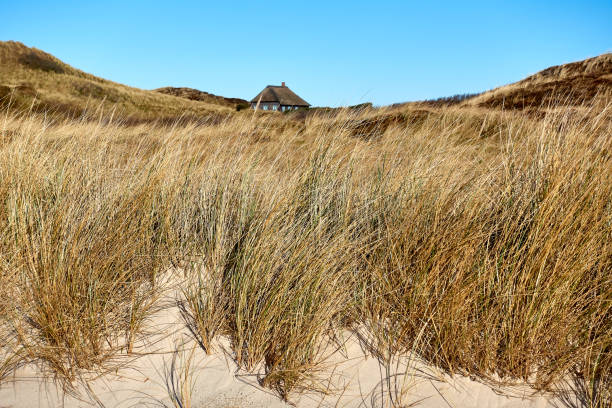 istock Cottage in the dunes 1127382056