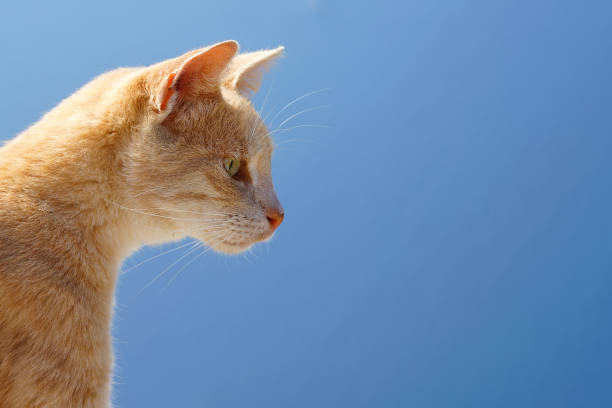 istock Beautiful cat in Santorini on a blue background 1127382309