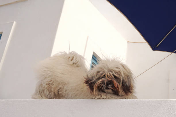 istock A cute yorkshire relaxes to the shadow in Santorini 1127382332