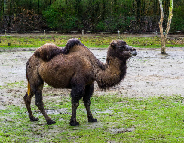 brown bactrian camel walking in a pasture, domesticated animal from Asia