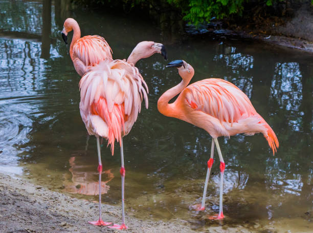 eine chilenische flamingo mit dem ausdruck dominant und aggressiv verhalten, die anderen flamingo suchen erschrocken und verängstigt, tropische vögel von amerika - invasive specie stock-fotos und bilder