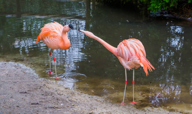 zwei chilenische flamingos, die mit dem ausdruck dominant und aggressiv verhalten, tierische verhaltensweisen, tropische vögel von amerika - invasive specie stock-fotos und bilder