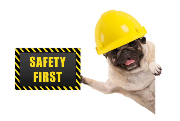 frolic smiling pug puppy dog with yellow constructor helmet, holding up black and yellow safety first sign board - dog alarm imagens e fotografias de stock