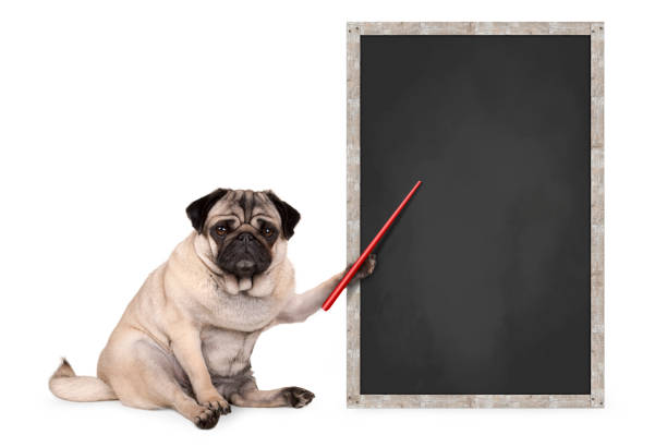 grave cane cucciolo di carlino seduto accanto al cartello della lavagna vuota, tenendo premuto puntatore rosso - cracco foto e immagini stock