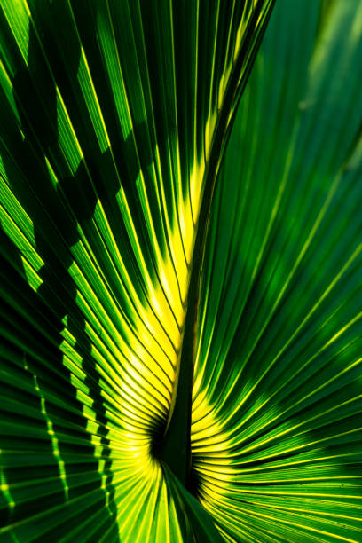 istock Tropical Florida Palm Leaf in Miami Dade County 1127384884