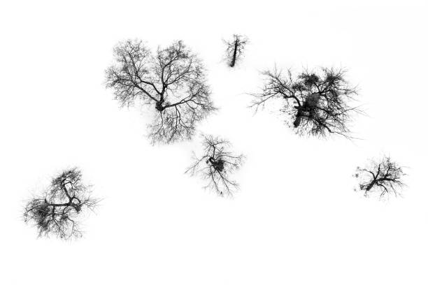 Eastern white pine woods in black and white, winter, Connecticut