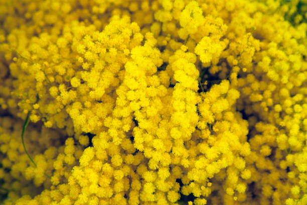 Flowers background stock photo