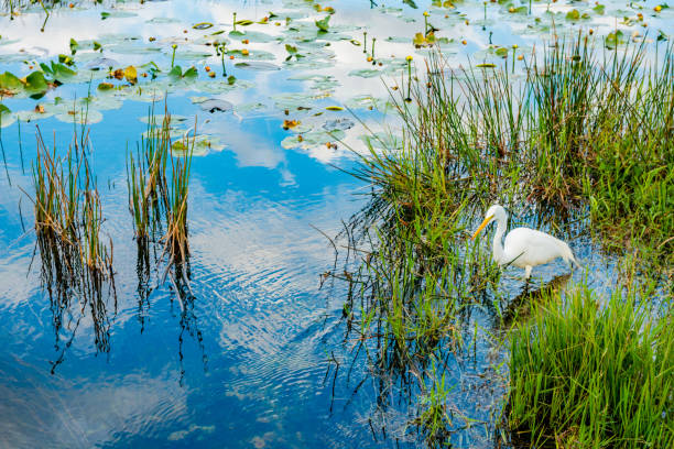 Great Egret in Everglades National Park Wetland Landscape Florida USA Great Egret in Everglades National Park Wetland Landscape Florida USA brackish water stock pictures, royalty-free photos & images