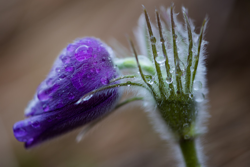 Cornflower close up