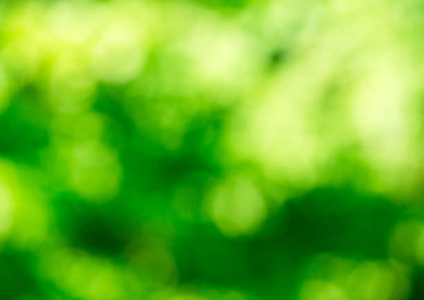 istock Green bokeh background from nature forest out of focus 1127390678