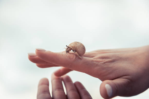 istock Hand holding carefully sea turtle in turtle farm nursery concept help care way forward 1127391011
