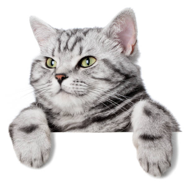 istock Pretty cat (british shorthair) over a white banner 1127391652