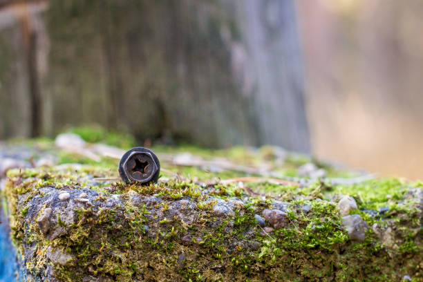Natural still life in the spring forest with different types of moss, plants and insects on the surface of the tree as a background