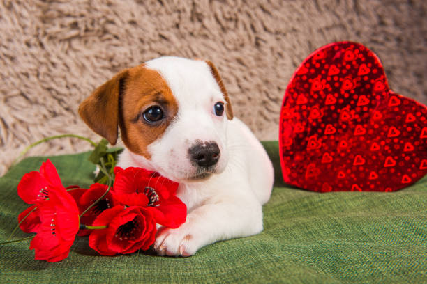 Jack Russell Terrier puppy dog with red heart. stock photo