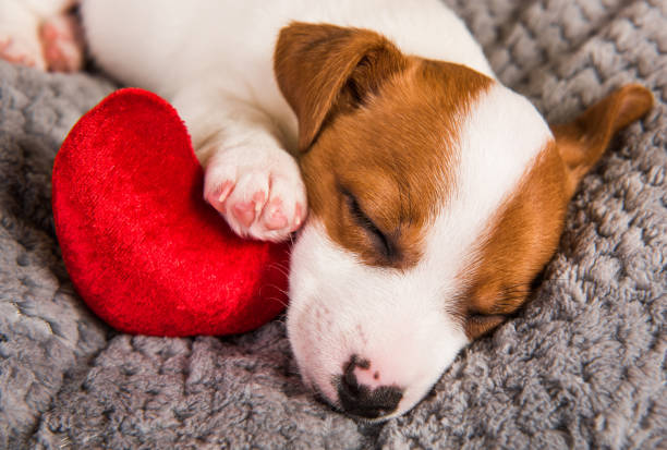 istock Jack Russell Terrier puppy dog with red heart. 1127392140
