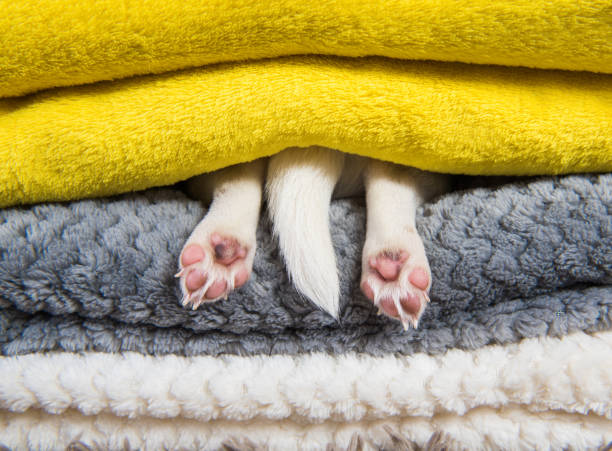 Jack Russell Terrier puppy dog paws and tail is sleeping under the blanket in bed. stock photo
