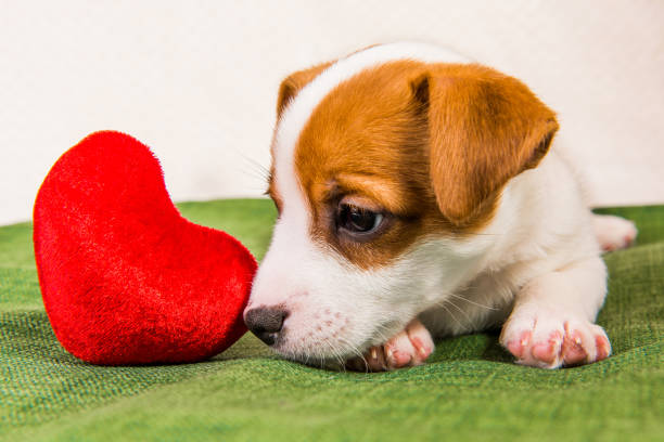 istock Jack Russell Terrier puppy dog with red heart. 1127392209