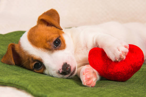 istock Jack Russell Terrier puppy dog with red heart. 1127392221
