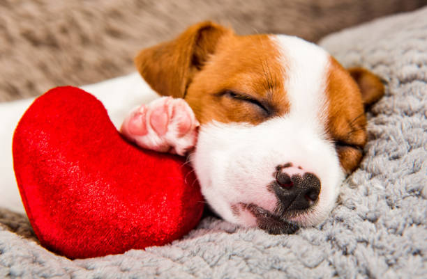 istock Jack Russell Terrier puppy dog with red heart. 1127392231