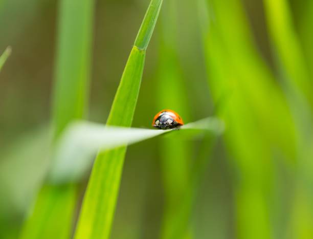 istock Ladybird walking on green plant in spring day 1127392236