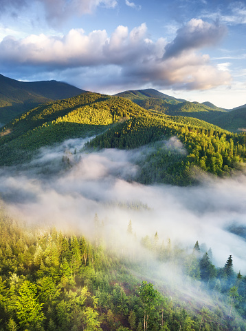 Aerial view at the forest in fog. Beautiful natural aerial landcape at the summer time. Forest and mountains.Top view from drone. Mountain-image