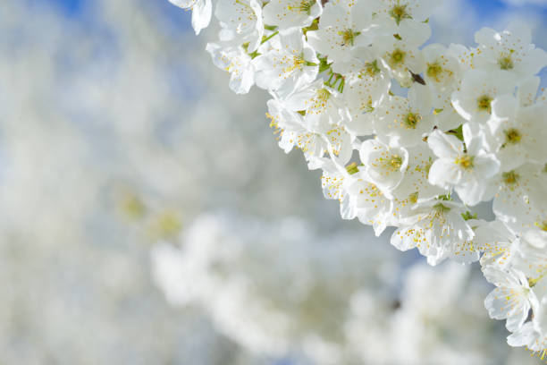 istock Spring border background with blossom, close-up. Abstract floral spring background. Blossoms over blurred nature background 1127393210