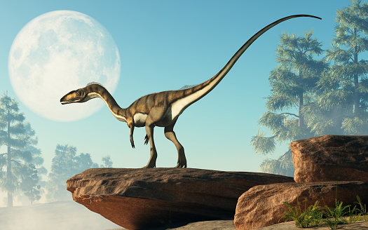 Coelophysis, one of the earliest dinosaurs, was a carnivorous theropod.  Here it stands on a rock looking at a full moon that is out in the sky on a cretaceous era afternoon. 3D Rendering.