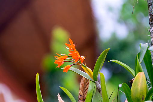 Cattleya aurantiaca. Detail of tropical orchid in forest of Guatemala.